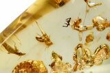 Polished Colombian Copal ( g) - Contains Termites & Beetles! #326728-1